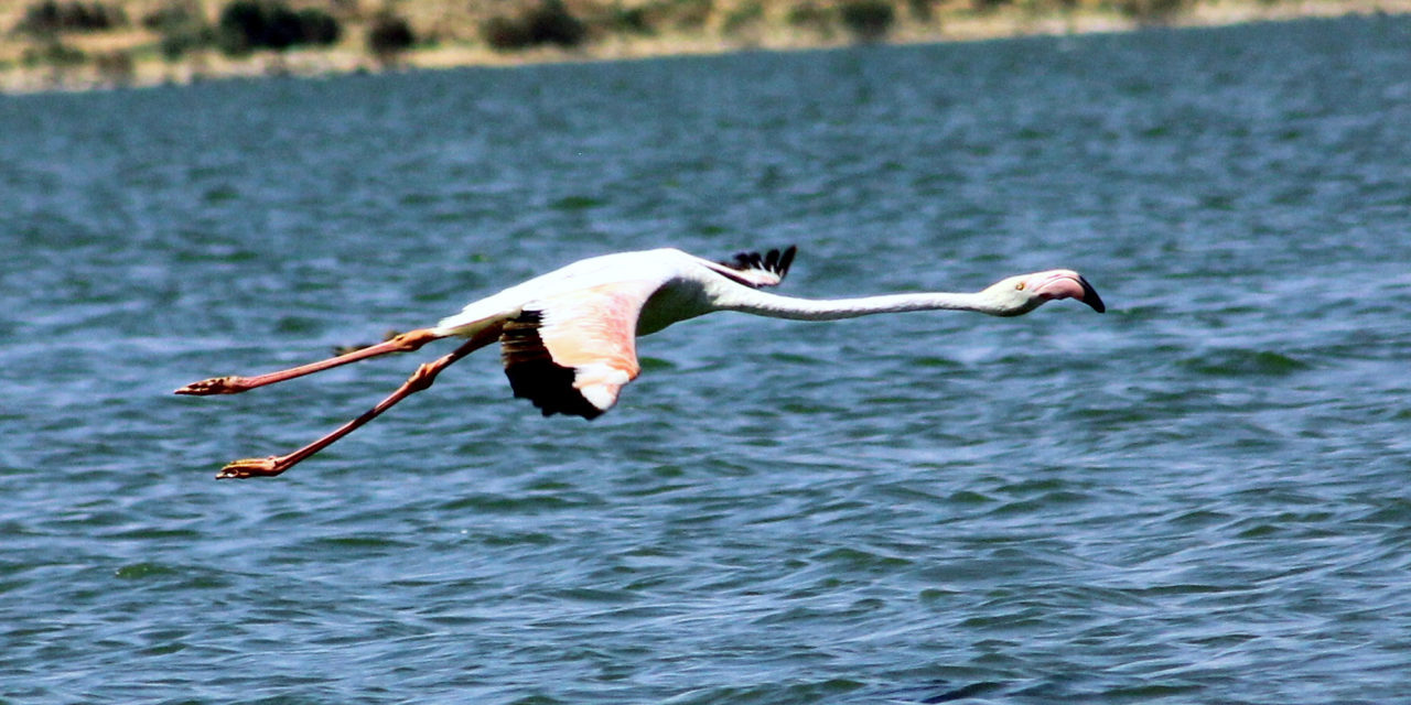 Sudan’s transition sparks birdwatcher’s hopes