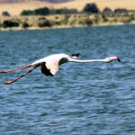 الثورة السودانية تبرز آمال مراقبي الطيور