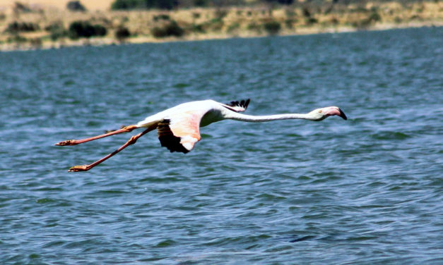 Sudan’s transition sparks birdwatcher’s hopes